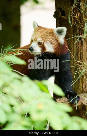 Panda rouge (Ailurus fulgens) marchant sur un arbre, Allemagne Banque D'Images