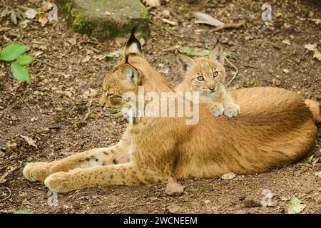 Mère lynx eurasienne (Lynx lynx) avec son jeune allongé sur le sol, Bavière, Allemagne Banque D'Images