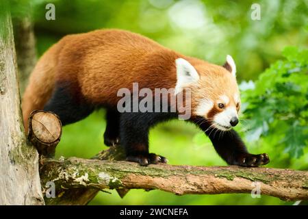 Panda rouge (Ailurus fulgens) marchant sur un arbre, Allemagne Banque D'Images