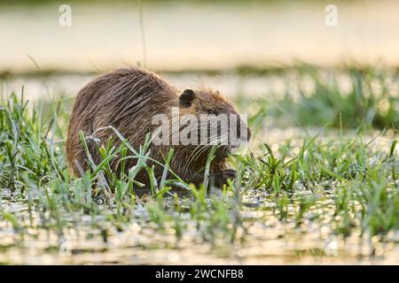 Rat musqué (Ondatra zibethicus) mangeant de l'herbe au bord de l'eau au coucher du soleil, Camargue, France Banque D'Images