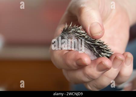 Hérisson européen (erinaceus europaeus) jeune animal tenu dans une main humaine, Suffolk, Angleterre, Royaume-Uni Banque D'Images