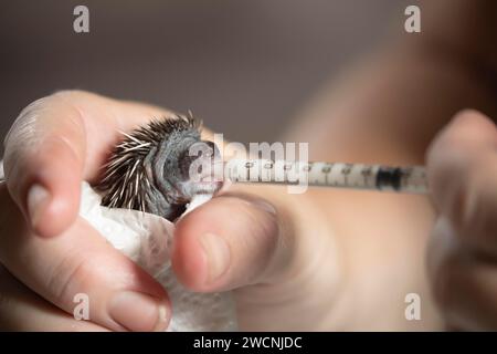 Hérisson européen (erinaceus europaeus) enfant nourri au lait d'une seringue alors qu'il est dans une main humaine, Suffolk, Angleterre, Royaume-Uni Banque D'Images