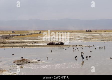 famille hippo reposant sur le rivage, grue, cuisinières, jeeps au loin Banque D'Images