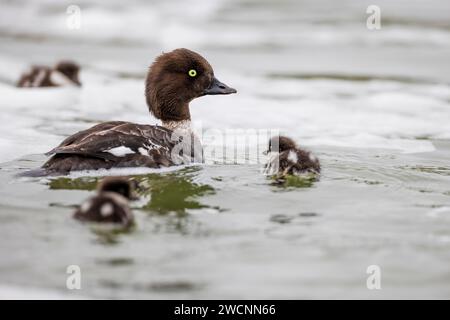 Barrow's Goldeneye (Bucephala islandica), femelle avec poussins, jeunes oiseaux, rivière Laxa, lac Myvatn, Islande Banque D'Images