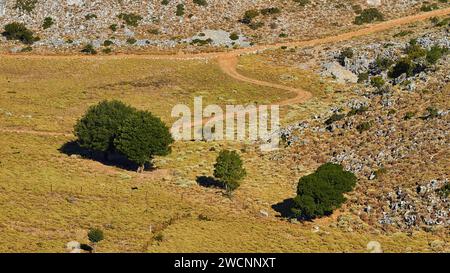 Un chemin rural serpente à travers un champ avec des arbres et des montagnes, près d'Askifou, Sfakia, Crète occidentale, Crète, Grèce Banque D'Images