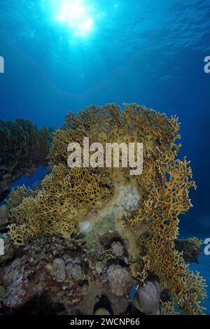 Corail de feu net (Millepora dichotoma), corail de feu net en contre-jour, site de plongée Sataya Reef, Mer Rouge, Egypte Banque D'Images