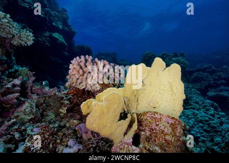 Coraux de félins (Millepora platyphylla) et coraux de pattes (Pocillopora verrucosa), site de plongée Sataya Reef, Mer Rouge, Egypte Banque D'Images