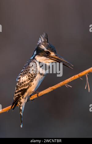 Pied kingfisher (Ceryle rudis), Ingfisher de rivière, Israël, Moyen-Orient Banque D'Images