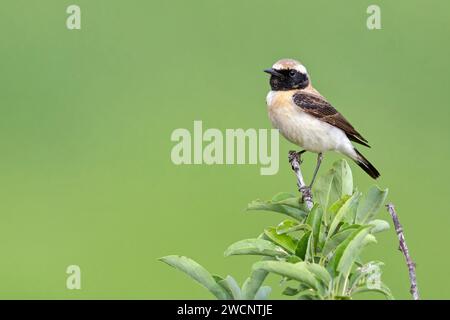 Wheatear des Balkans (Oenanthe melanoleuca), Lesbos, île de Lesbos, Grèce Banque D'Images