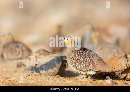 Grouse de sable couronné (Pterocles coronatus), Israël, Moyen-Orient Banque D'Images