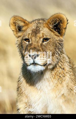 Lion africain. CUB, portrait, (Panthera leo vernayi), Afrique du Sud Banque D'Images