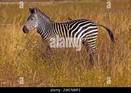 Le zèbre de Crawshay (Equus Quagga crawshayi), Zambie Banque D'Images