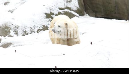 Eisbärin Anouk läuft in der verschneiten Eislandschaft im Tierpark Hagenbeck entlang. Stellingen Hambourg *** ours polaire Anouk marche le long du paysage de glace enneigé au zoo de Hagenbeck Stellingen Hambourg Banque D'Images