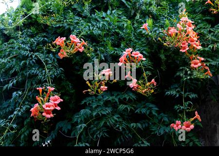 Image capturant des roses roses entourées de feuilles vertes luxuriantes Banque D'Images