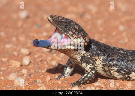 Un Shingleback (Tiliqua rugosa) dans une posture de menace avec la bouche ouverte et la langue bleue dehors, Nullarbor, Australie occidentale, WA, Australie Banque D'Images