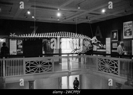 Décembre 2023 - Peabody Essex Museum - Salem, Massachusetts. Un célèbre grand squelette vintage Pilot Whale est suspendu au plafond dans la galerie Seaman ci-dessus Banque D'Images