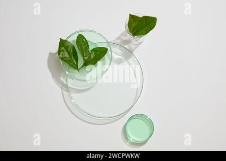 Podium transparent de forme ronde disposé avec un bécher et des boîtes de Pétri de feuilles de thé vert et de liquide. Présentation de scène de concept pour le produit ext Banque D'Images