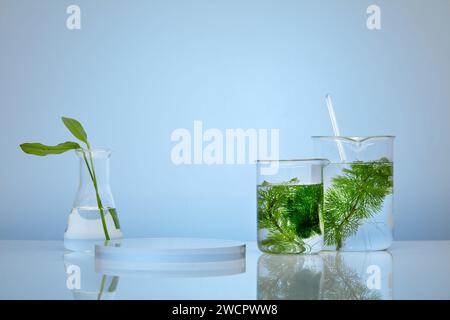 Béchers en verre d'algues et flacon erlenmeyer avec des feuilles vertes à l'intérieur affiché avec podium rond. Recherche d'extrait naturel d'algues faisant des cosmétiques Banque D'Images