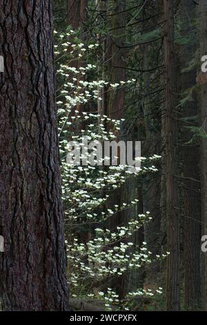 Le cornouiller, parc d'État Calaveras Big Trees, Ebbetts Pass National Scenic Byway, Californie Banque D'Images