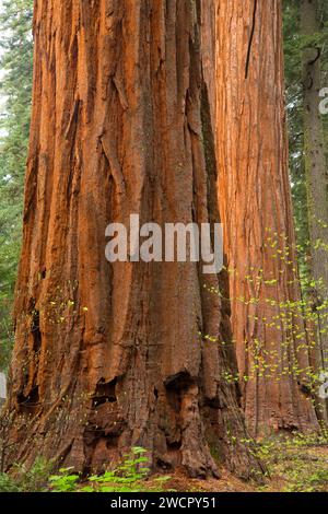 En Amérique du Sequoia Grove, parc d'État Calaveras Big Trees, Ebbetts Pass National Scenic Byway, Californie Banque D'Images