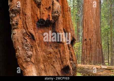 En Amérique du Sequoia Grove, parc d'État Calaveras Big Trees, Ebbetts Pass National Scenic Byway, Californie Banque D'Images