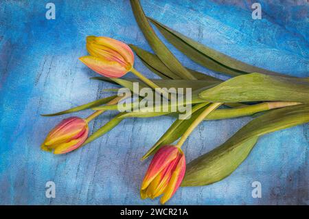 Belles tulipes jaunes et rouges (Tulipa) reposant sur une surface texturée bleue, Banque D'Images