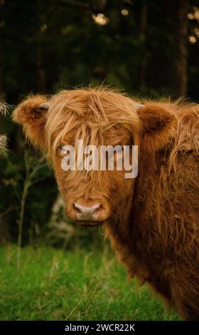 Vache des Highlands brune et moelleuse avec nature Banque D'Images