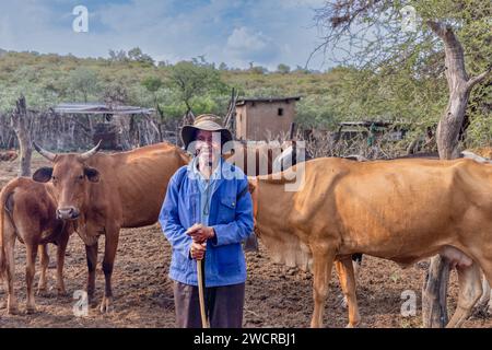 Vieux berger africain avec les vaches dans le champ, village au Botswana Banque D'Images