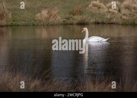 Un cygne muet est capturé dans cette scène sereine alors qu'il nage sur une petite piscine. Il est reflété dans l'eau et il y a de l'espace pour le texte autour de l'oiseau Banque D'Images