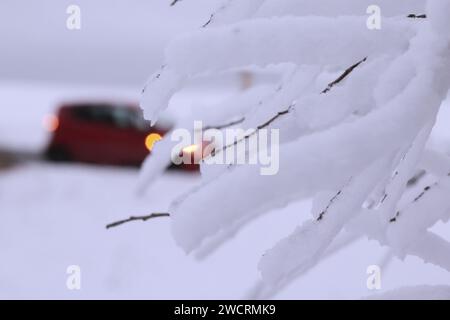 Blankenheim, Allemagne. 17 janvier 2024. La neige est accrochée à un arbre dans l'Eifel. Crédit : David Young/dpa/Alamy Live News Banque D'Images