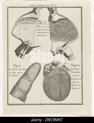 Représentation anatomique de la langue, du nez et de l'index, Nicolaas van Frankendaal, 1759 print représentation anatomique de la langue, à l'intérieur du nez et de l'index, avec des chiffres. Imprimer au milieu de celui-ci marqué : Tom. I.2.de Lecon PL. 4. Amsterdam papier gravure de modèles anatomiques (généralement série de cinq figures) Banque D'Images