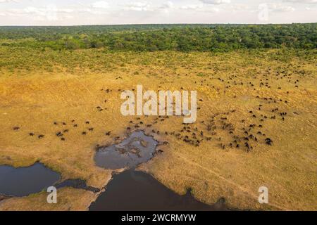 Un troupeau de buffle du Cap, Cyncerus caffer, est vu boire à un point d'eau dans cette image aérienne. Banque D'Images