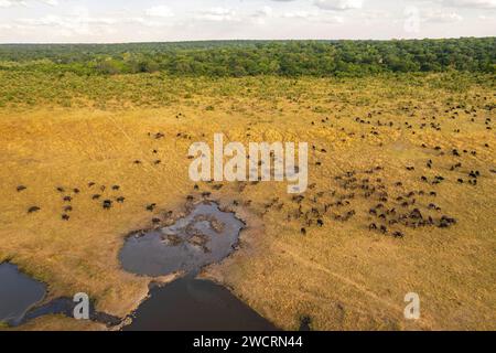 Un troupeau de buffle du Cap, Cyncerus caffer, est vu boire à un point d'eau dans cette image aérienne. Banque D'Images