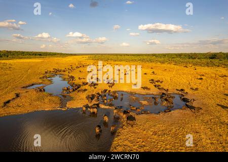 Un troupeau de buffle du Cap, Cyncerus caffer, est vu boire à un point d'eau dans cette image aérienne. Banque D'Images