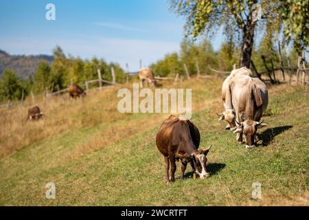 Une vue pittoresque des vaches paissant paisiblement dans un champ, avec une ancienne ferme en arrière-plan Banque D'Images