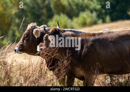 Une vue pittoresque des vaches paissant paisiblement dans un champ, avec une ancienne ferme en arrière-plan Banque D'Images