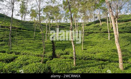 Vue panoramique du matin sur la plantation de thé dans les collines de Srimongol ou Sreemangal, Bangladesh Banque D'Images