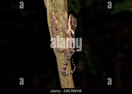 Gecko angularis (Cyrtodactylus angularis) Banque D'Images