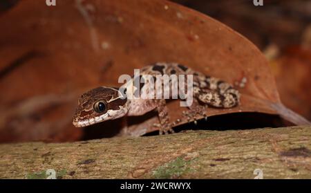 Gecko angularis (Cyrtodactylus angularis) Banque D'Images