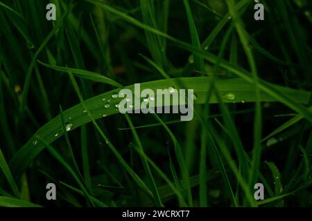 Gouttes d'eau sur les feuilles d'herbe Banque D'Images