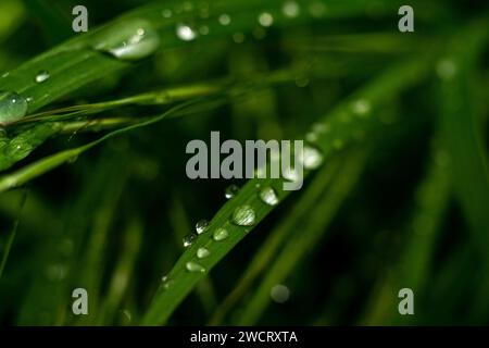 Gouttes d'eau sur les feuilles d'herbe Banque D'Images