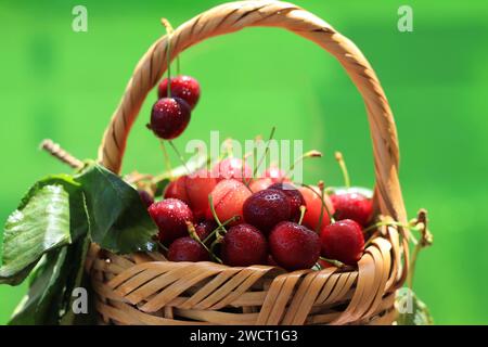 Un panier en osier rempli de cerises fraîches. Banque D'Images