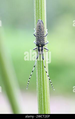 Agapanthia villosoviridescens, connue sous le nom de coléoptère gris à fleurs dorées, insecte finlandais Banque D'Images