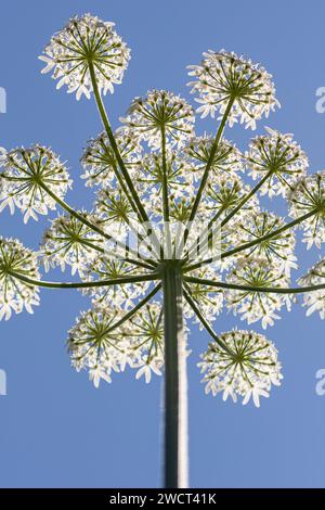 Hougweed Heracleum sphondylium, regardant à travers les fleurs contre un ciel bleu, juin Banque D'Images