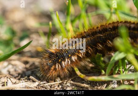 Buveur papillon Caterpillar Euthrix potatoria, gros plan de chenille se déplaçant à travers la végétation à côté d'un sentier, réserve RSPB Saltholme, Teesside, Ju Banque D'Images