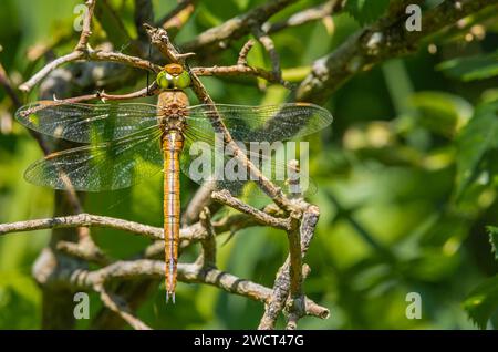 Norfolk Hawker Aeshna isocèle, reposant sur hedgerow, réserve de Strumpshaw de la RSPB, juin Banque D'Images