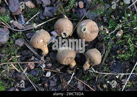 Lycoperdon pyriforme, connue comme la vesse en forme de poire ou des souches de champignons sauvages, vesse-de Finlande Banque D'Images