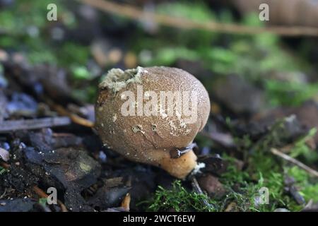 Lycoperdon pyriforme, connue comme la vesse en forme de poire ou des souches de champignons sauvages, vesse-de Finlande Banque D'Images