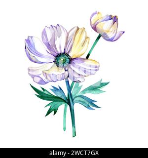 Aquarelle blanche et violette anémone. Fleurs peintes à la main isolées sur fond blanc. Illustration naturelle pour la conception, l'impression, le tissu ou l'arrière-plan Banque D'Images