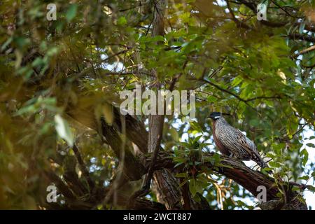 Faisan koklass ou Pucrasia macrolopha gros plan ou portrait oiseau de haute altitude dans la perche de fond vert naturel sur l'arbre au pied de l'himalaya duri Banque D'Images